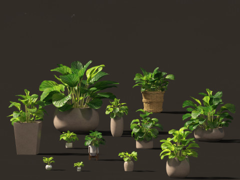 Elementi essenziali per le piante decorative da interno 41 Modello 3D
