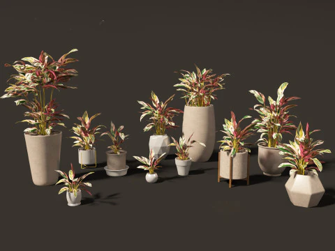 Decorative Indoor Plants Essentials 41 3D Model