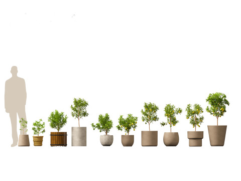 Elementi essenziali per le piante decorative da interno 41 Modello 3D