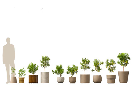 Decorative Indoor Plants Essentials 41 3D Model