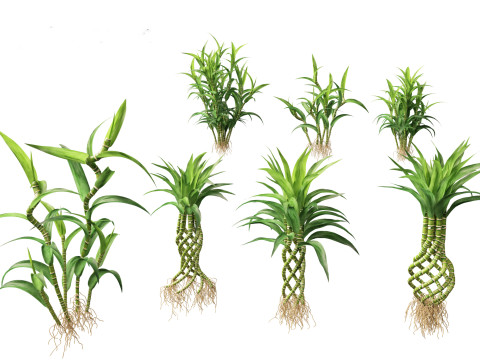 Elementi essenziali per le piante decorative da interno 41 Modello 3D