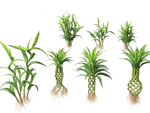 Decorative Indoor Plants Essentials 41 3D Model