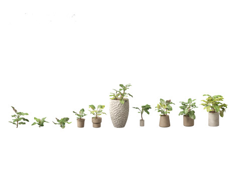 Elementi essenziali per le piante decorative da interno 41 Modello 3D