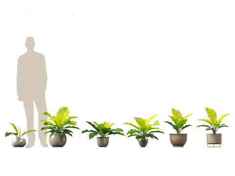 Elementi essenziali per le piante decorative da interno 41 Modello 3D