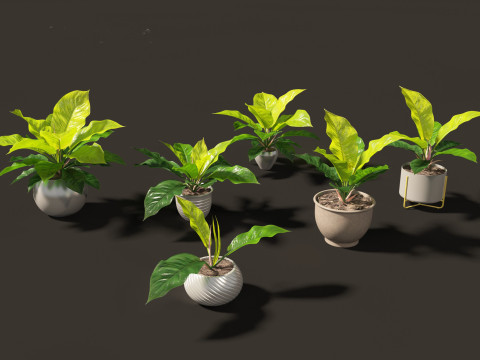 Elementi essenziali per le piante decorative da interno 41 Modello 3D