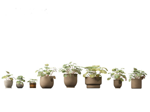 Elementi essenziali per le piante decorative da interno 41 Modello 3D