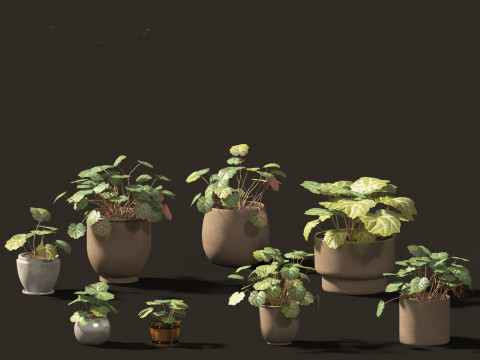 Elementi essenziali per le piante decorative da interno 41 Modello 3D