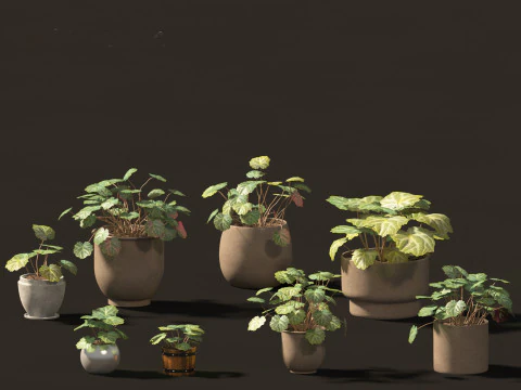 Decorative Indoor Plants Essentials 41 3D Model