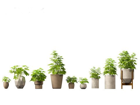 Elementi essenziali per le piante decorative da interno 41 Modello 3D