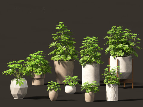 Elementi essenziali per le piante decorative da interno 41 Modello 3D