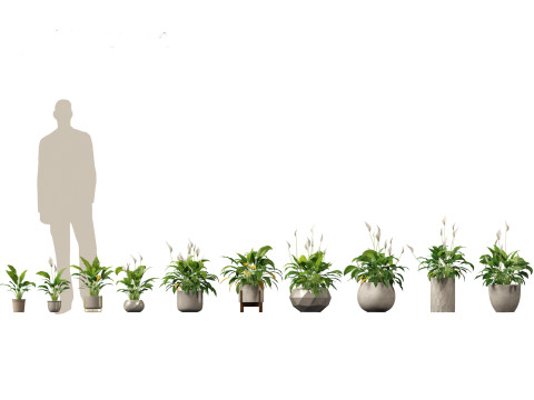 Elementi essenziali per le piante decorative da interno 41 Modello 3D