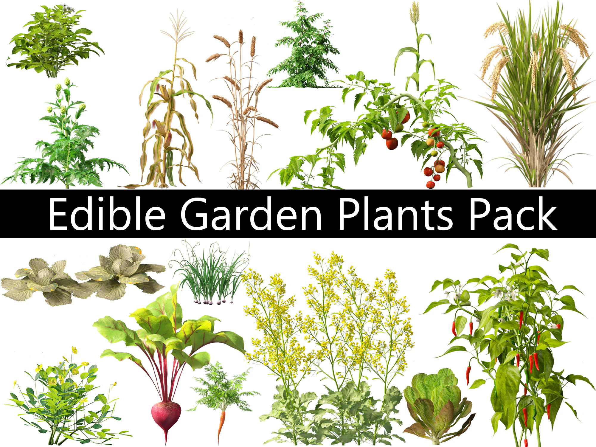 Edible Garden Plants Pack 28 3D Model .c4d .max .obj .3ds .fbx .stl .blend 
