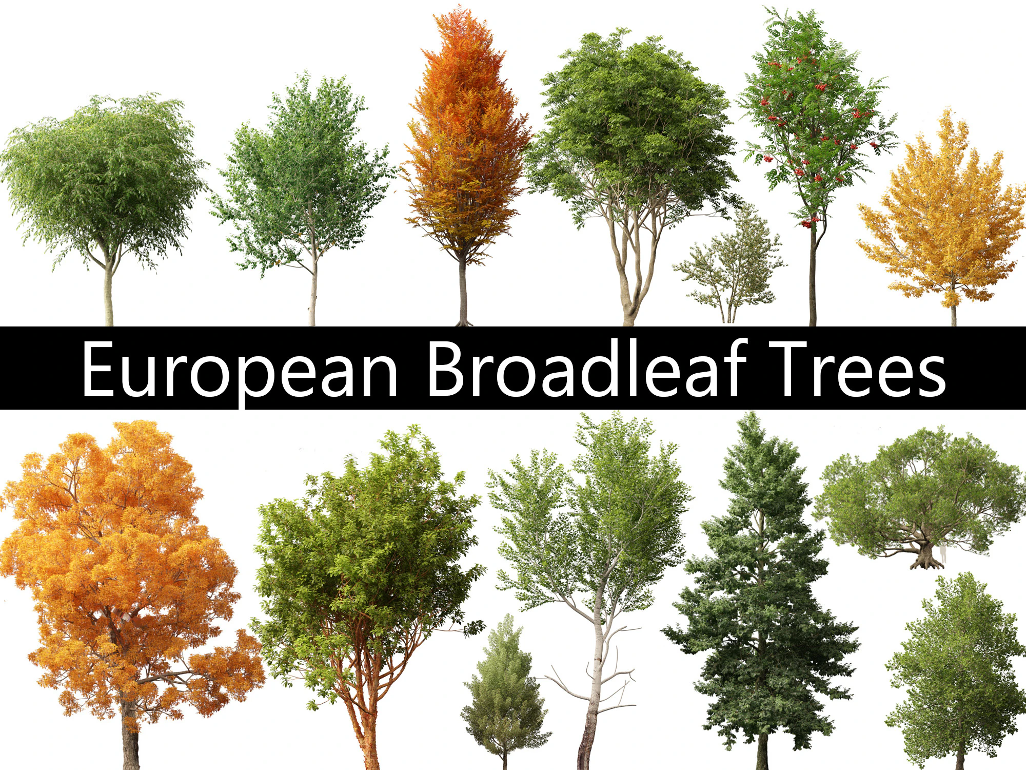 Pacote Europeu de Árvores de Folha Larga 17 Modelo 3D .c4d .max .obj .3ds .fbx .stl .blend