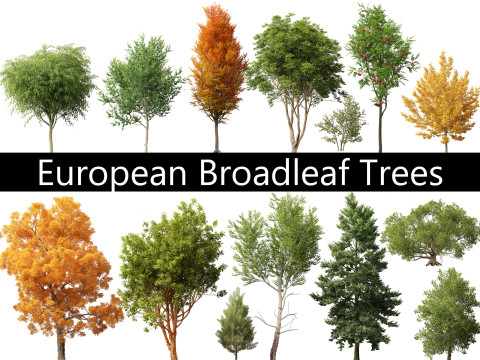 Pacchetto Latifoglie Europee 17 Modello 3D