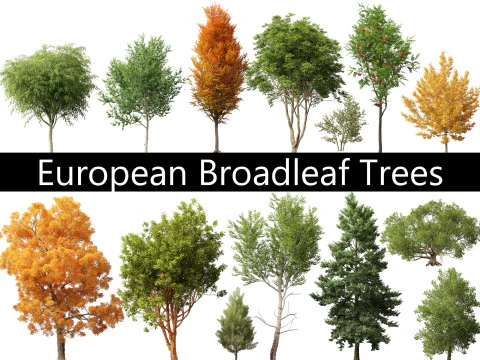 Pacote Europeu de &Aacute;rvores de Folha Larga 17 Modelo 3D