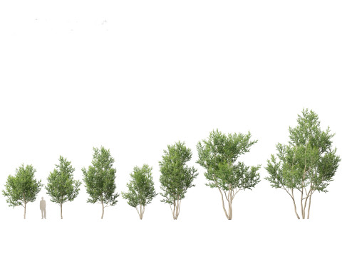 European Broadleaf Trees Pack 17 3D Model