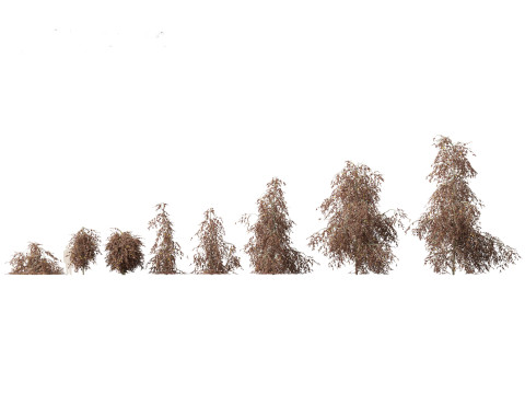 European Broadleaf Trees Pack 17 3D Model
