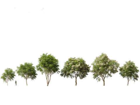 European Broadleaf Trees Pack 17 3D Model