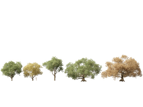 European Broadleaf Trees Pack 17 3D Model