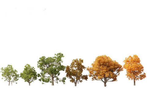 European Broadleaf Trees Pack 17 3D Model