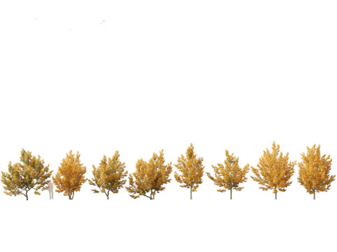 European Broadleaf Trees Pack 17 3D Model