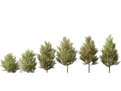 European Broadleaf Trees Pack 17 3D Model