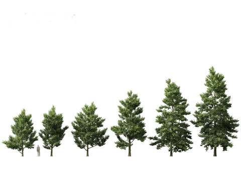 European Broadleaf Trees Pack 17 3D Model