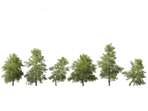 European Broadleaf Trees Pack 17 3D Model