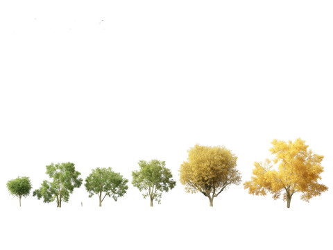European Broadleaf Trees Pack 17 3D Model