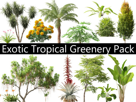 Pacchetto vegetazione tropicale esotica 36 Modello 3D