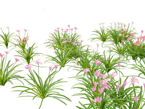 Exotic Tropical Greenery Pack 36 3D Model