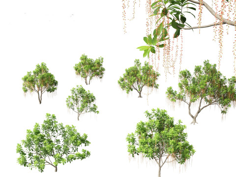 Pacchetto vegetazione tropicale esotica 36 Modello 3D