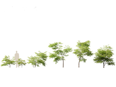 Pacchetto vegetazione tropicale esotica 36 Modello 3D