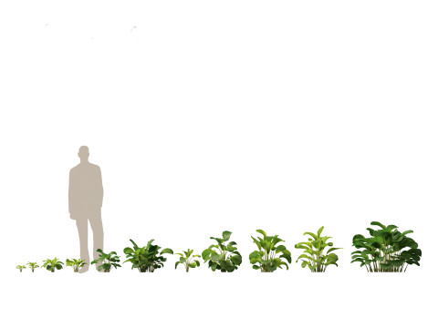 Pacchetto vegetazione tropicale esotica 36 Modello 3D