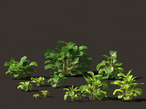 Exotic Tropical Greenery Pack 36 3D Model