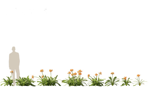 Pacchetto vegetazione tropicale esotica 36 Modello 3D