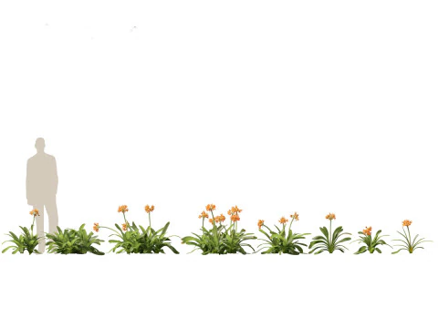 Exotic Tropical Greenery Pack 36 3D Model