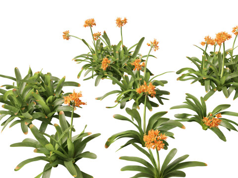 Pacchetto vegetazione tropicale esotica 36 Modello 3D