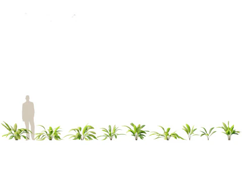 Exotic Tropical Greenery Pack 36 3D Model