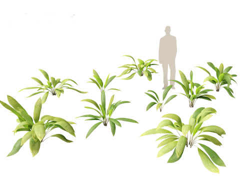 Pacchetto vegetazione tropicale esotica 36 Modello 3D