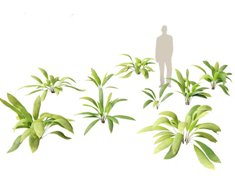 Exotic Tropical Greenery Pack 36 3D Model