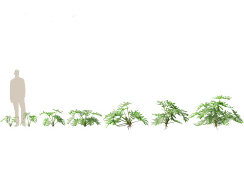 Pacchetto vegetazione tropicale esotica 36 Modello 3D