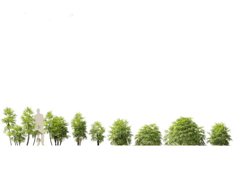 Pacchetto vegetazione tropicale esotica 36 Modello 3D