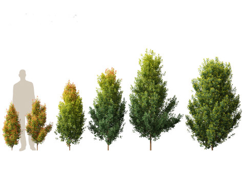 Pacchetto vegetazione tropicale esotica 36 Modello 3D