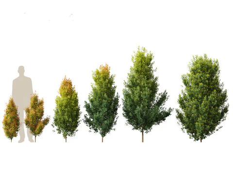 Exotic Tropical Greenery Pack 36 3D Model
