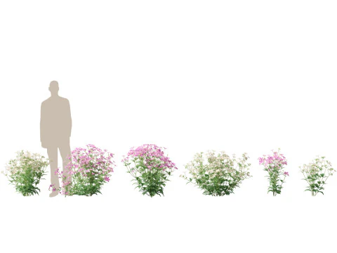 Flowering Perennials Herbs Pack 42 3D Model