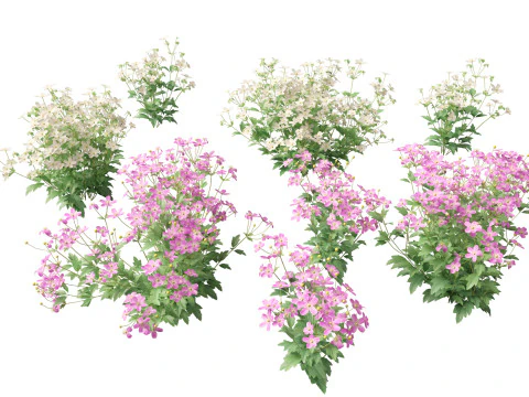 Flowering Perennials Herbs Pack 42 3D Model