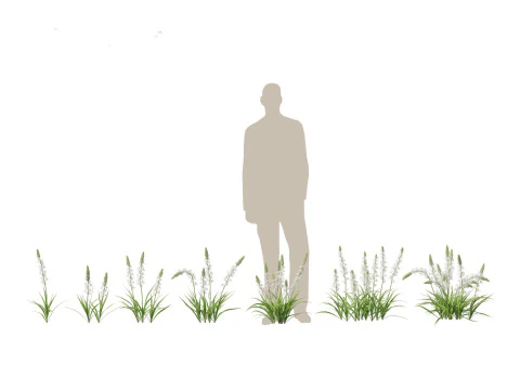 Flowering Perennials Herbs Pack 42 3D Model