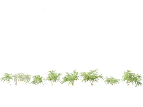 Flowering Perennials Herbs Pack 42 3D Model