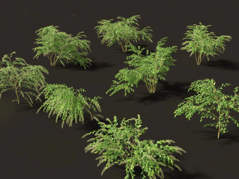 Flowering Perennials Herbs Pack 42 3D Model